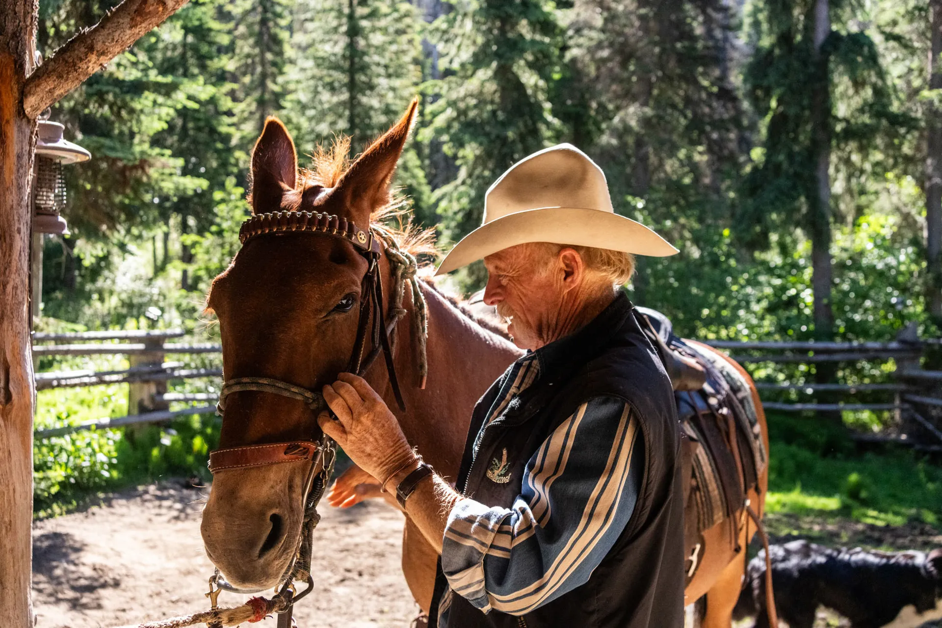 A wrangler in a wide-brimmed hat adjusting the bridle of a saddled mule at the corral