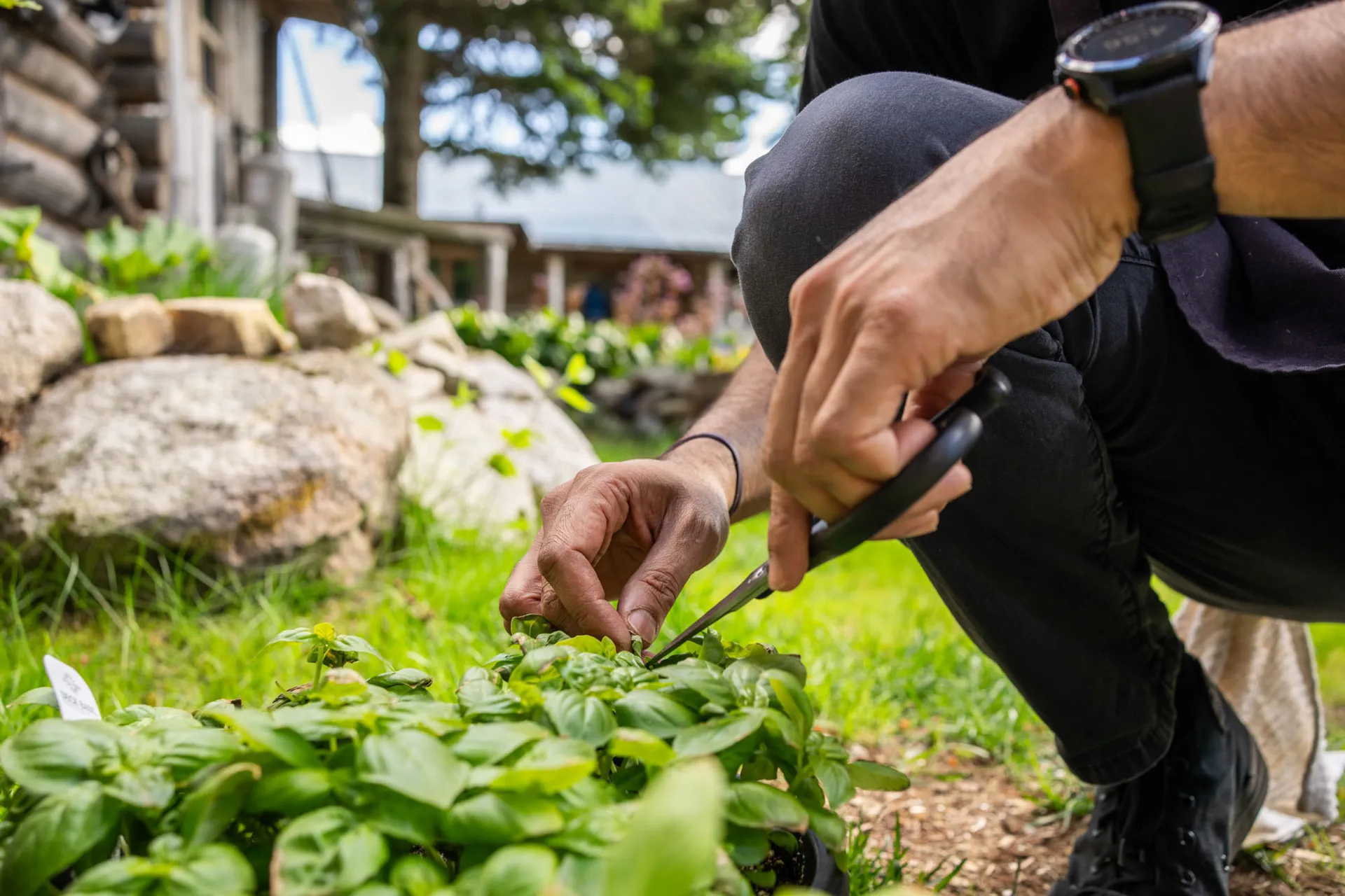 Hands cutting fresh basil from a raised herb bed outside the lodge