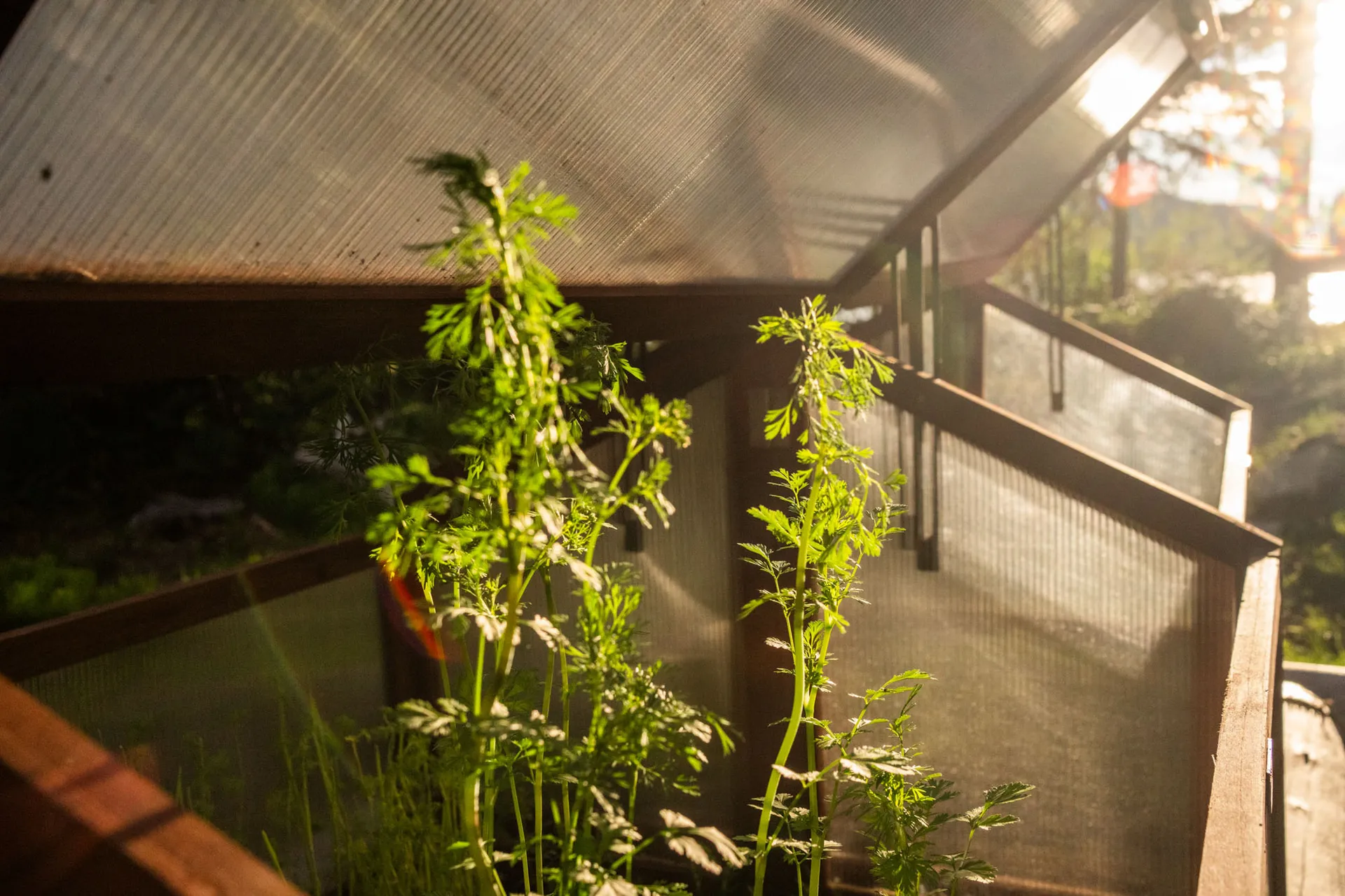 Carrot tops growing in a raised bed inside the lodge's polycarbonate greenhouse