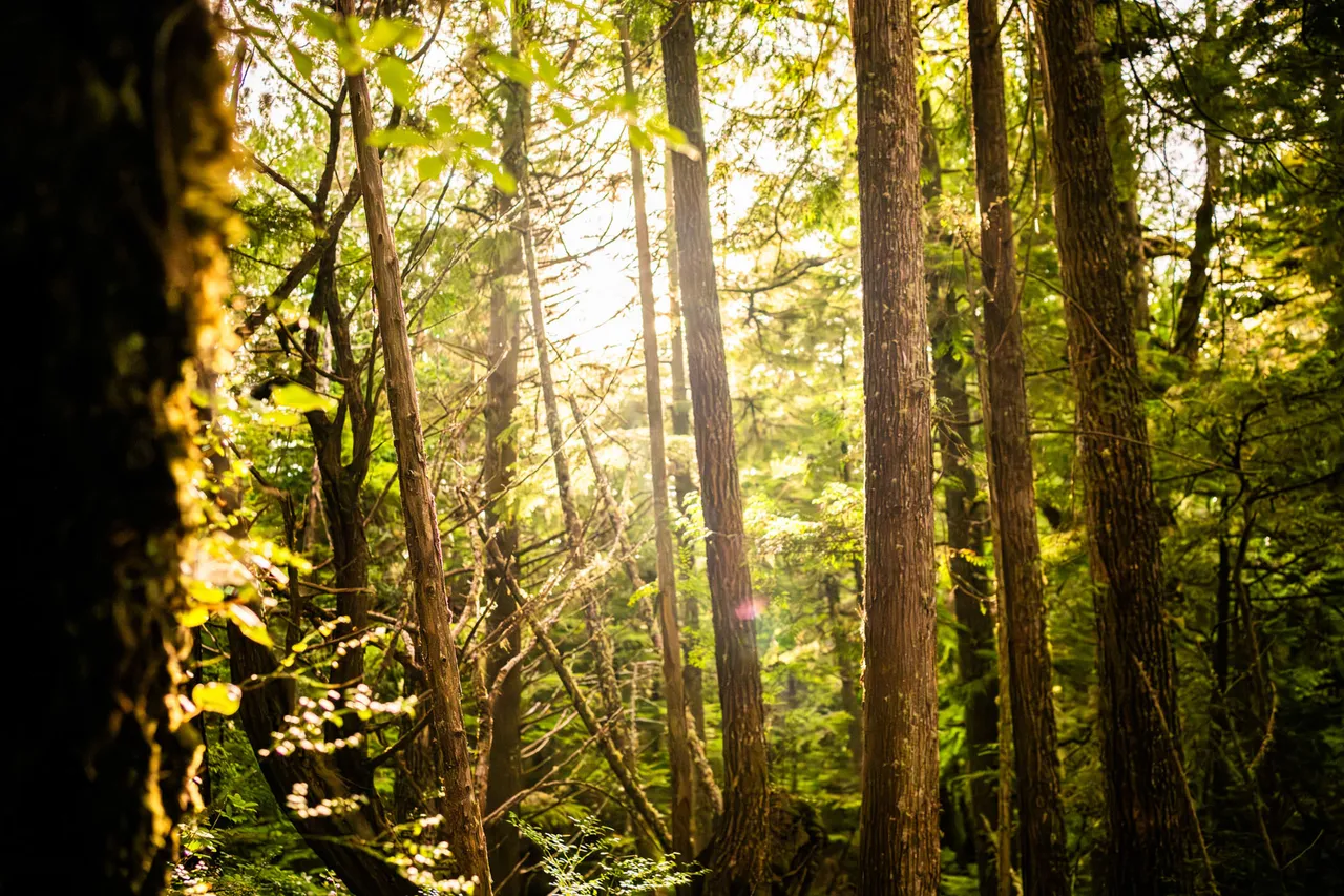 Sunlight filtering through moss-hung second-growth forest behind the resort