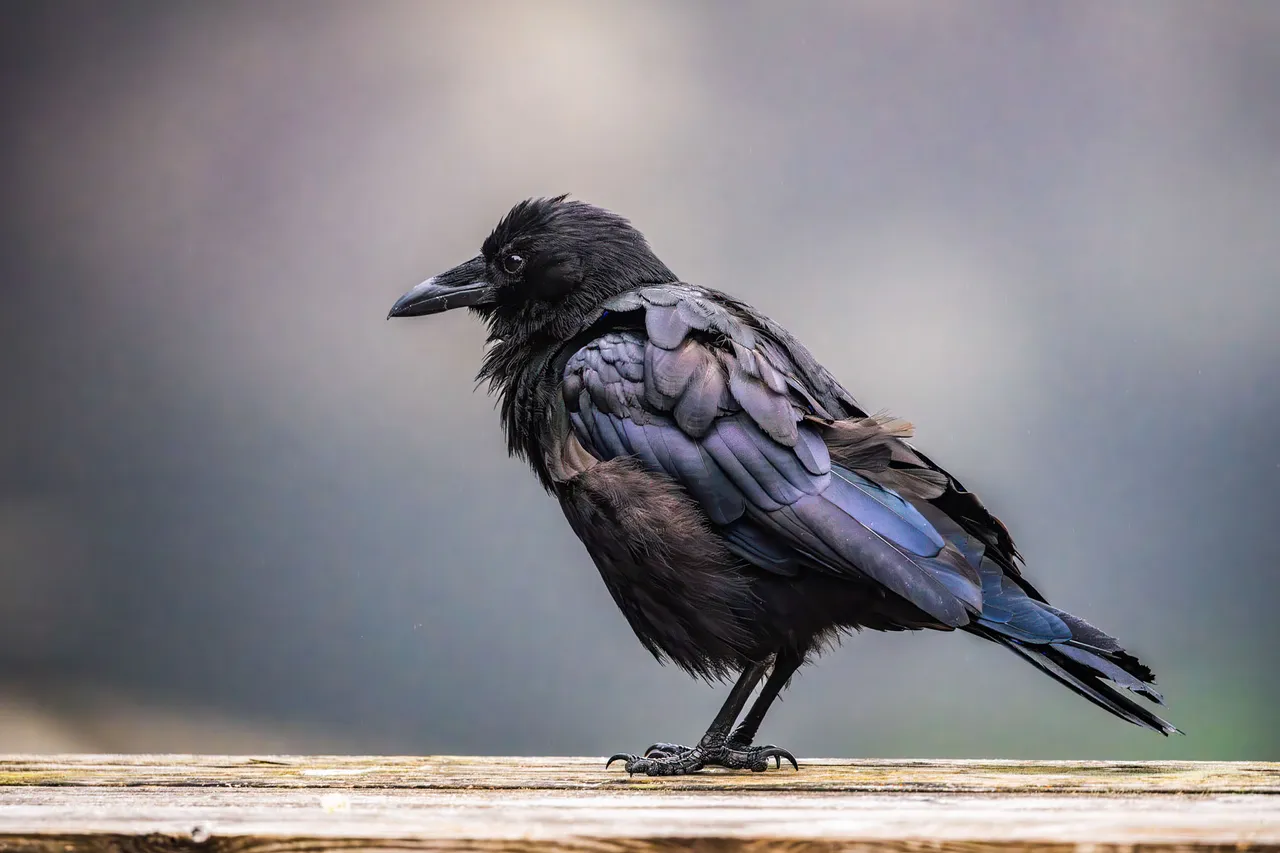 A raven perched on a weathered timber rail, its feathers showing a blue and purple sheen