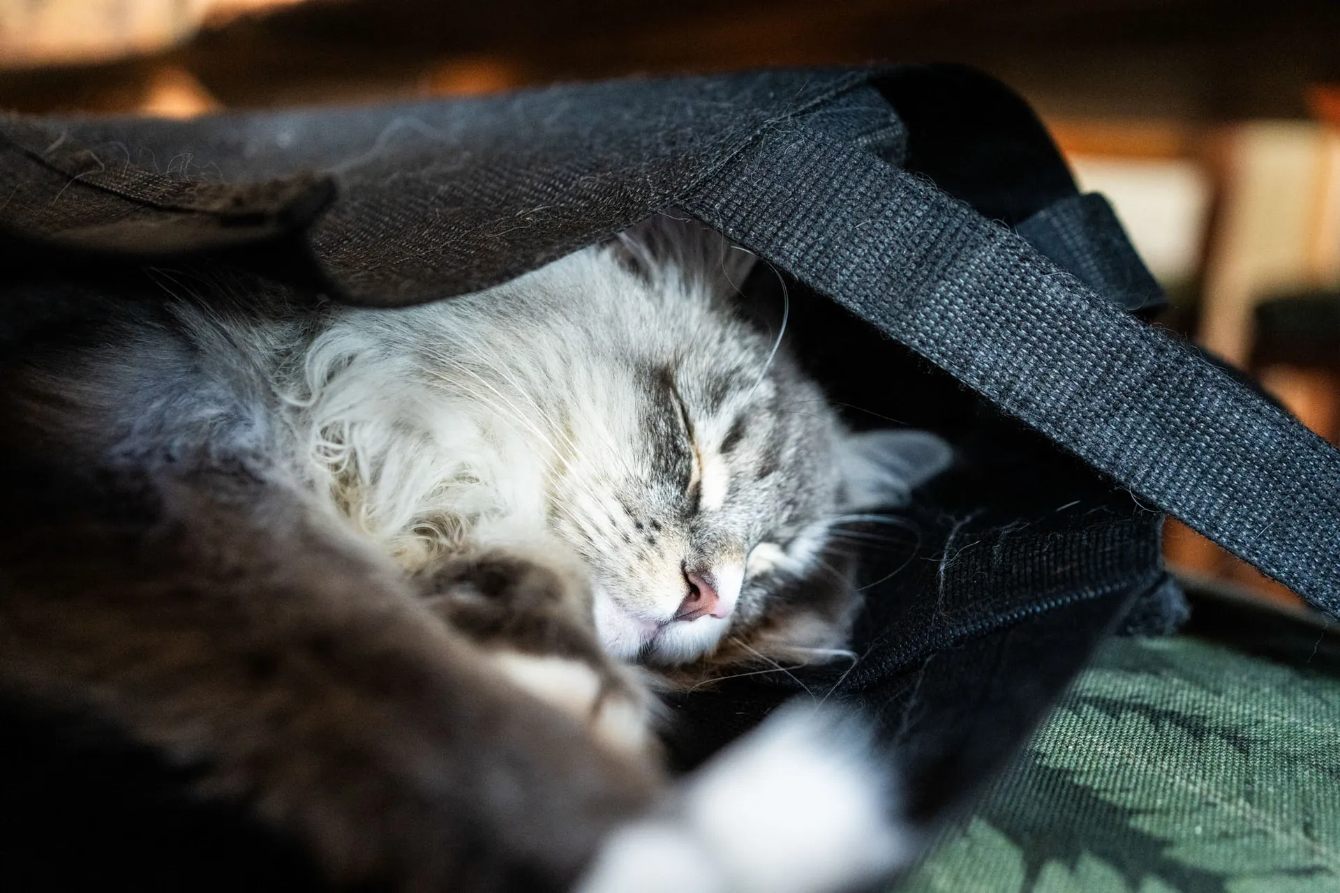 The resort's long-haired cat asleep in a canvas bag indoors