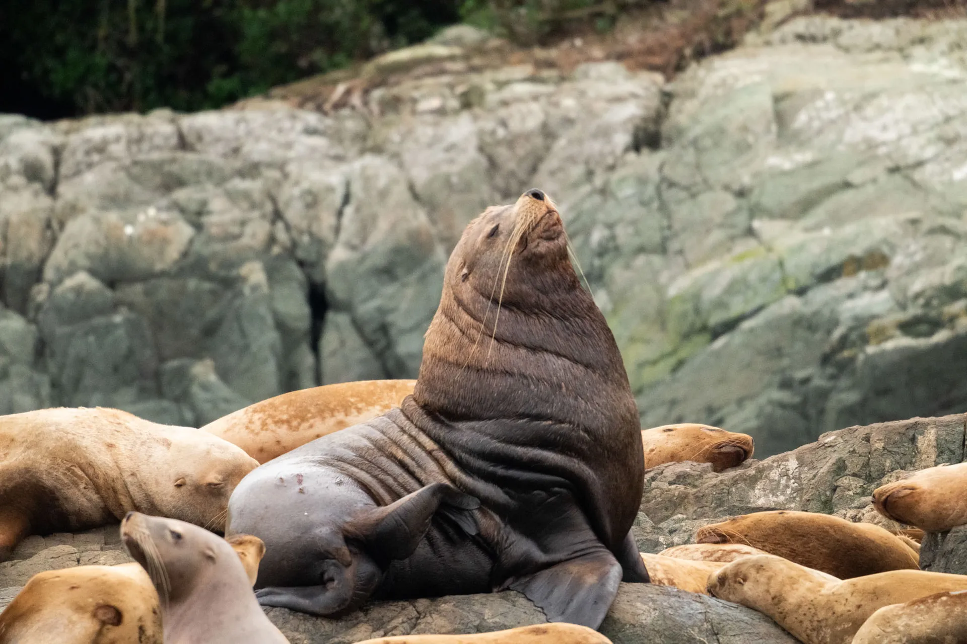 Steller sea lions hauled out on a rocky shore, a large bull raising its head above the group