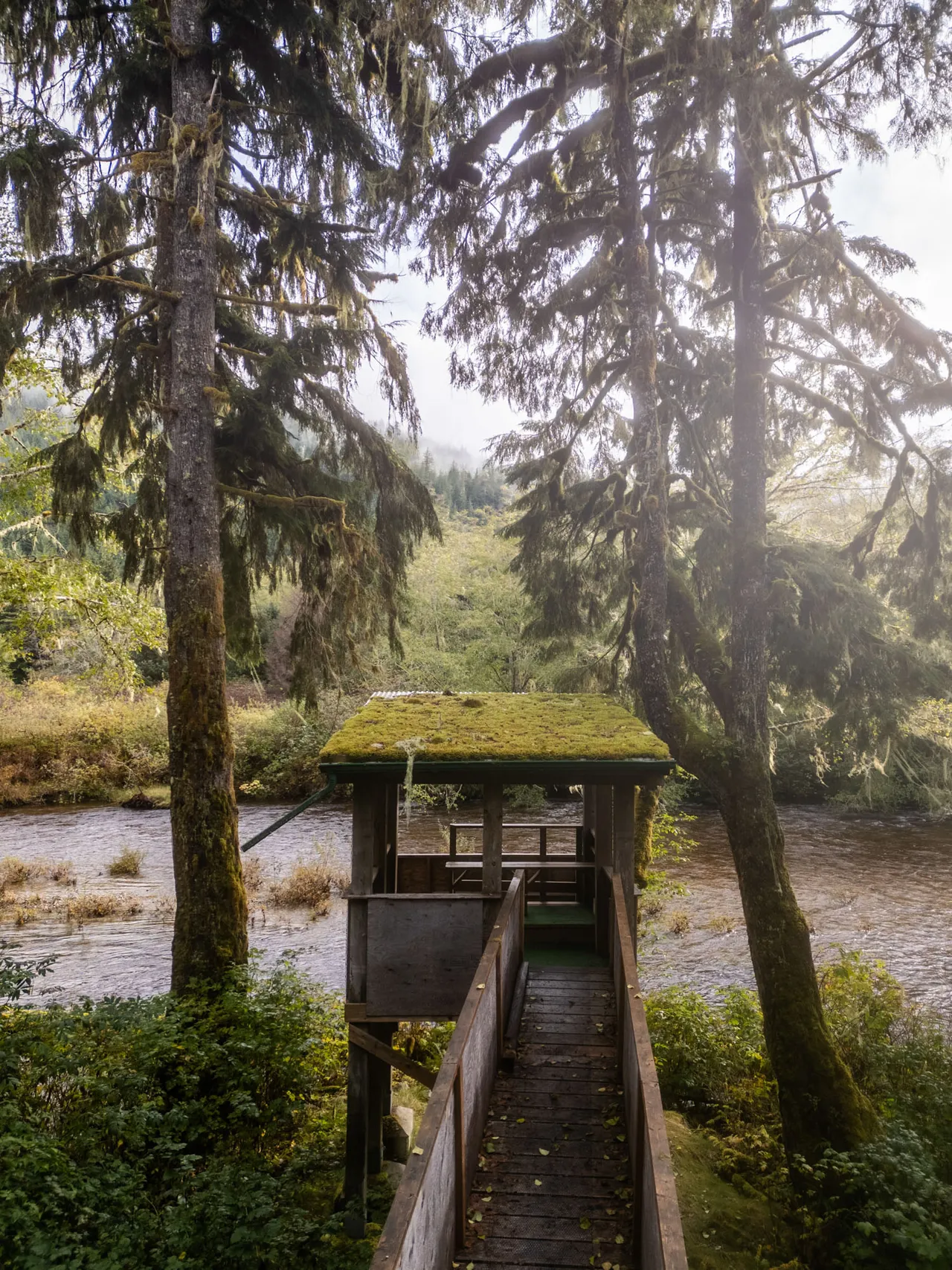 Covered wooden viewing stand with a moss-grown roof at the end of a boardwalk above a salmon river