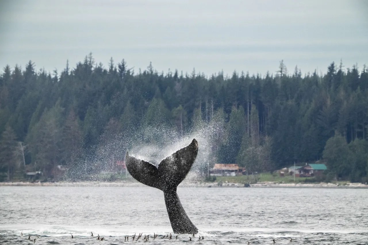 Humpback whale raising its tail above the surface as it dives, with forested shoreline behind