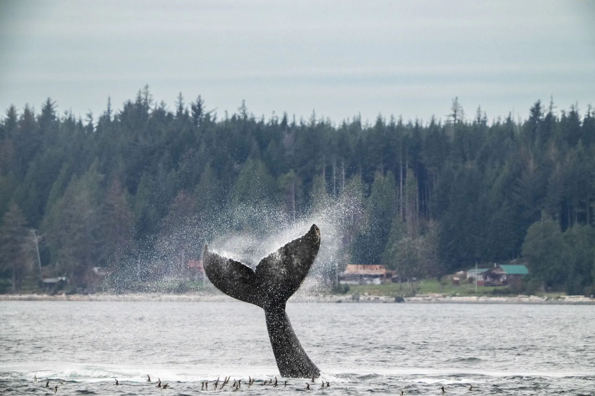 Humpback whale raising its tail above the surface as it dives, with forested shoreline behind