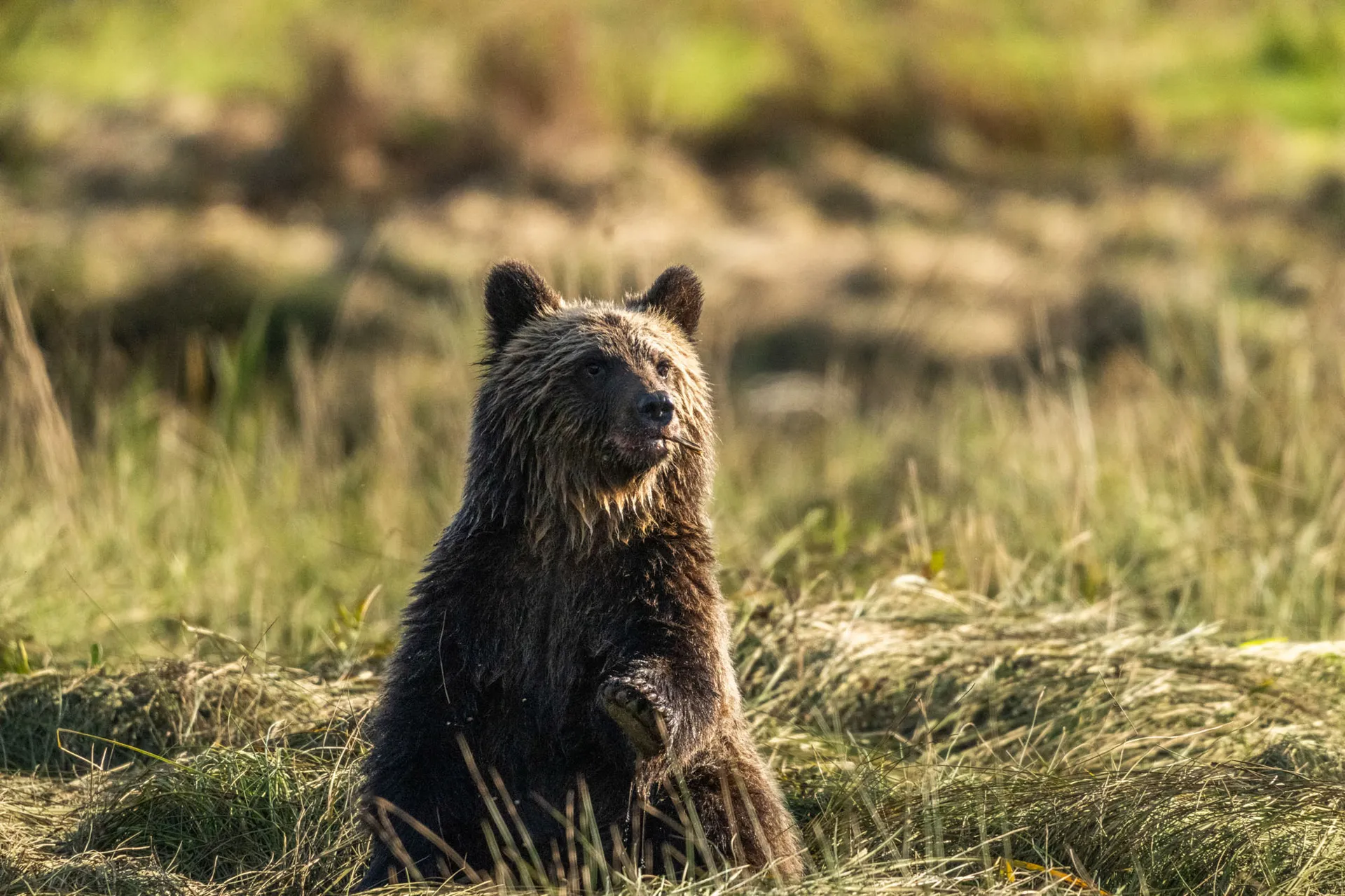 Grizzly bear sitting upright in tall estuary grass, scanning its surroundings in low afternoon light