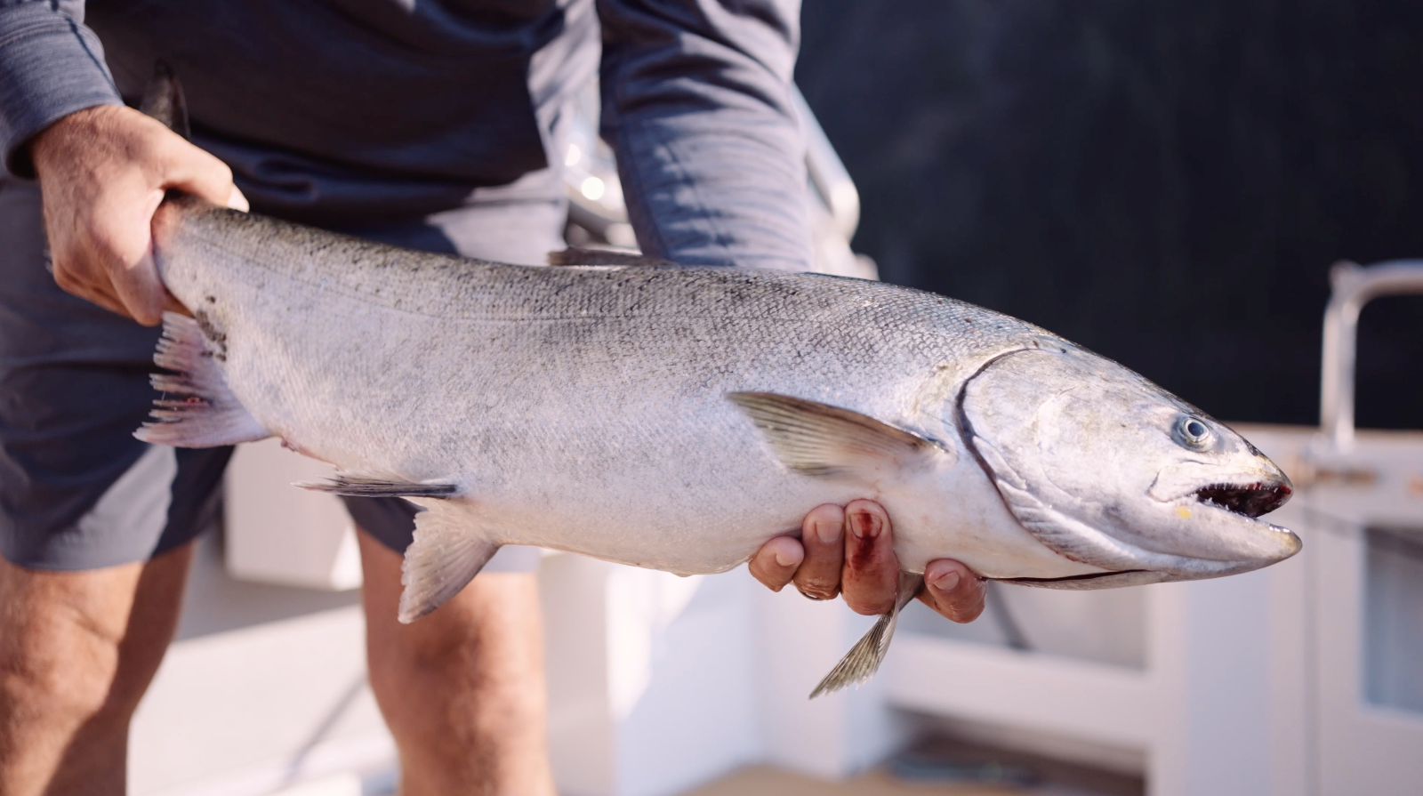 An angler holding a bright chinook salmon aboard a charter boat in the sun